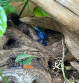 Magazoo Baby Blue poison Dart frog 'Azureus' CB