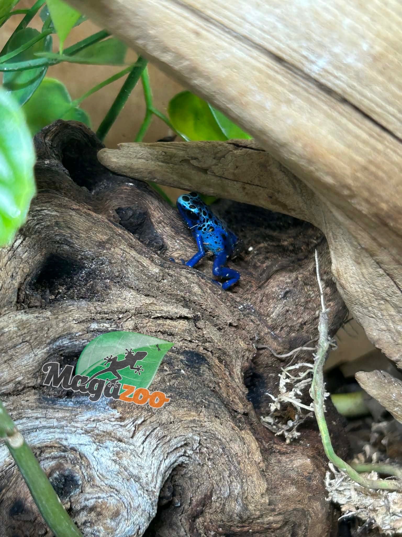 Magazoo Baby Blue poison Dart frog 'Azureus' CB