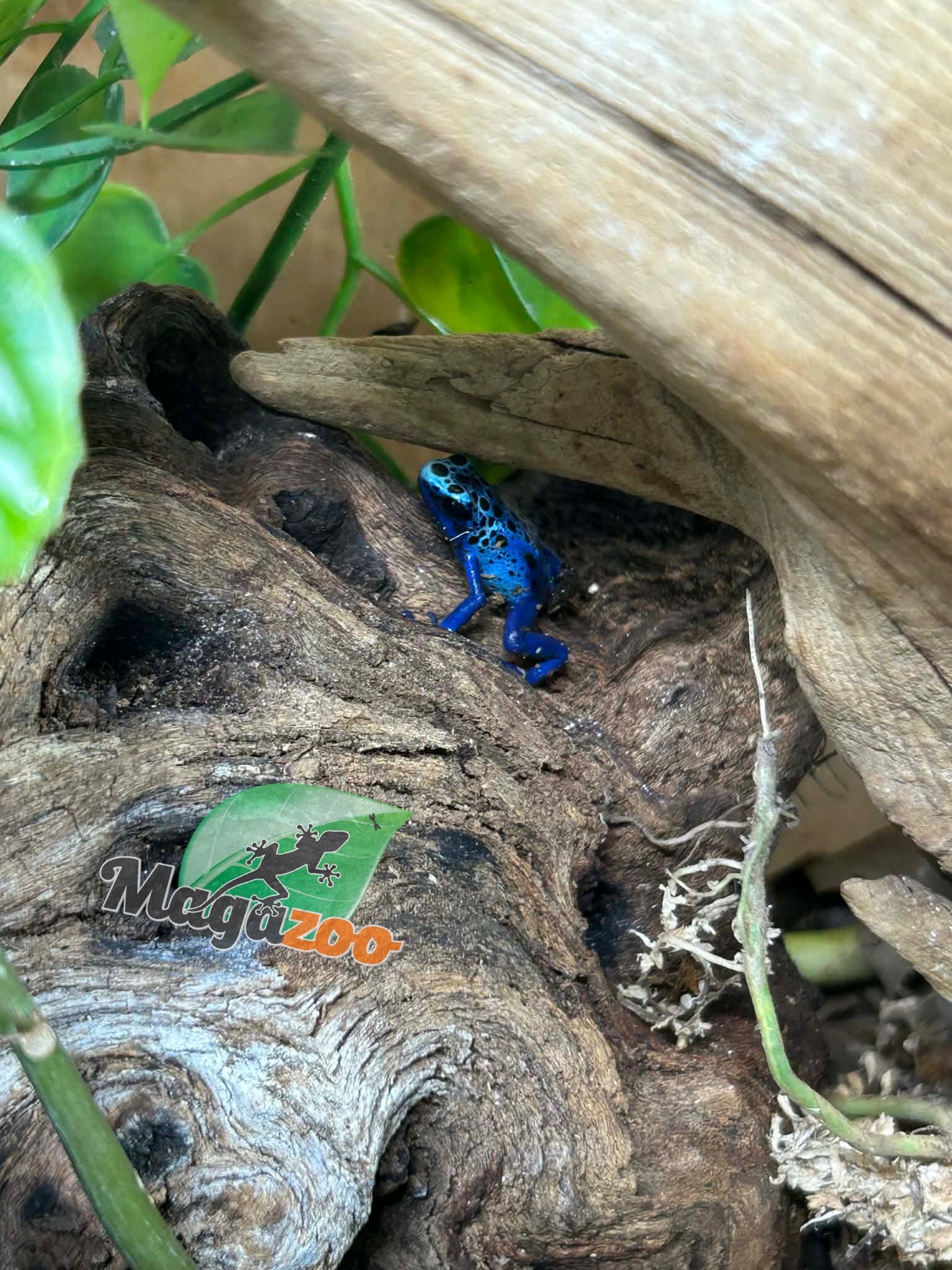 Magazoo Grenouilles Dendrobates 'Azureus' Bébé CB