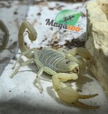 Magazoo Dune Scorpion / Smeringurus mesaensis