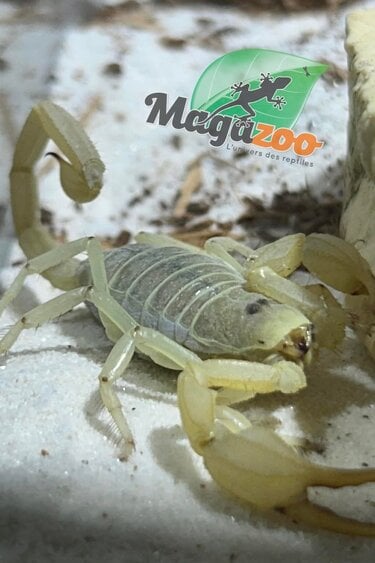 Magazoo Scorpion Dune / Smeringurus mesaensis