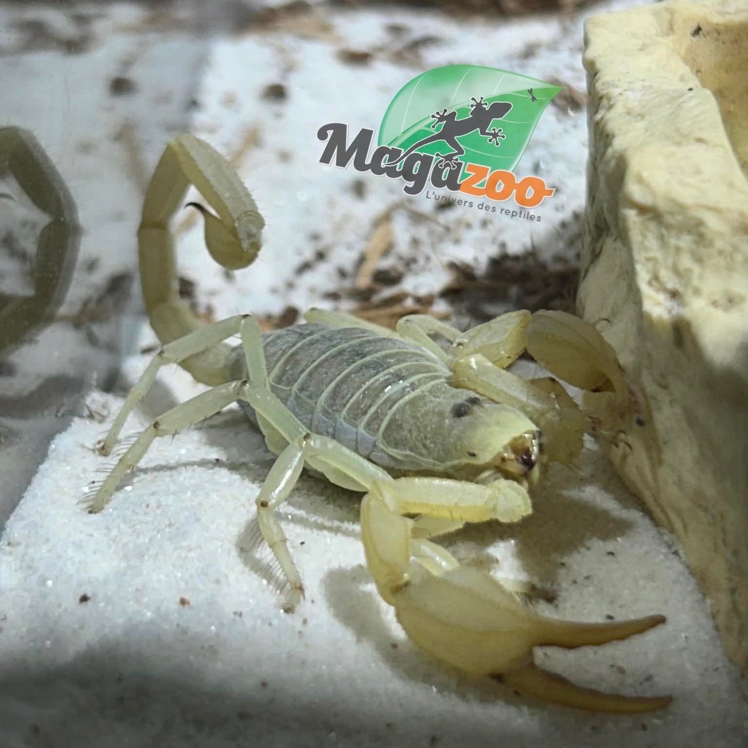 Magazoo Scorpion Dune / Smeringurus mesaensis