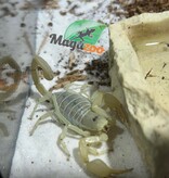 Magazoo Dune Scorpion / Smeringurus mesaensis
