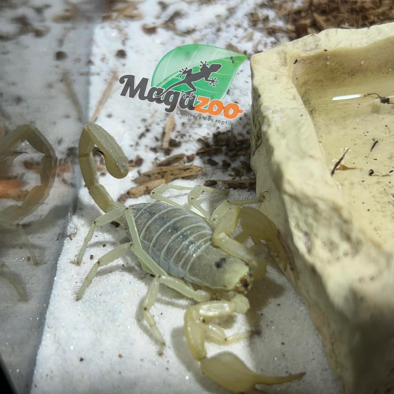 Magazoo Scorpion Dune / Smeringurus mesaensis