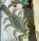 Magazoo Scorpion Dune / Smeringurus mesaensis