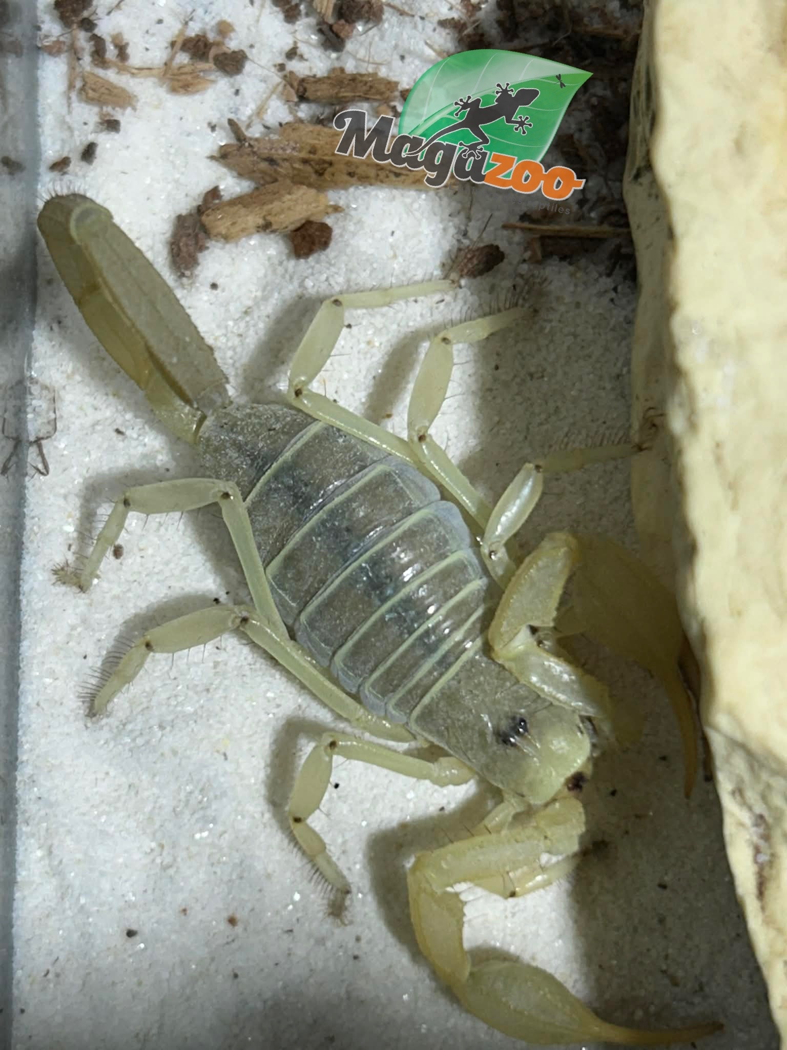 Magazoo Scorpion Dune / Smeringurus mesaensis