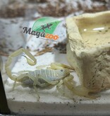 Magazoo Dune Scorpion / Smeringurus mesaensis