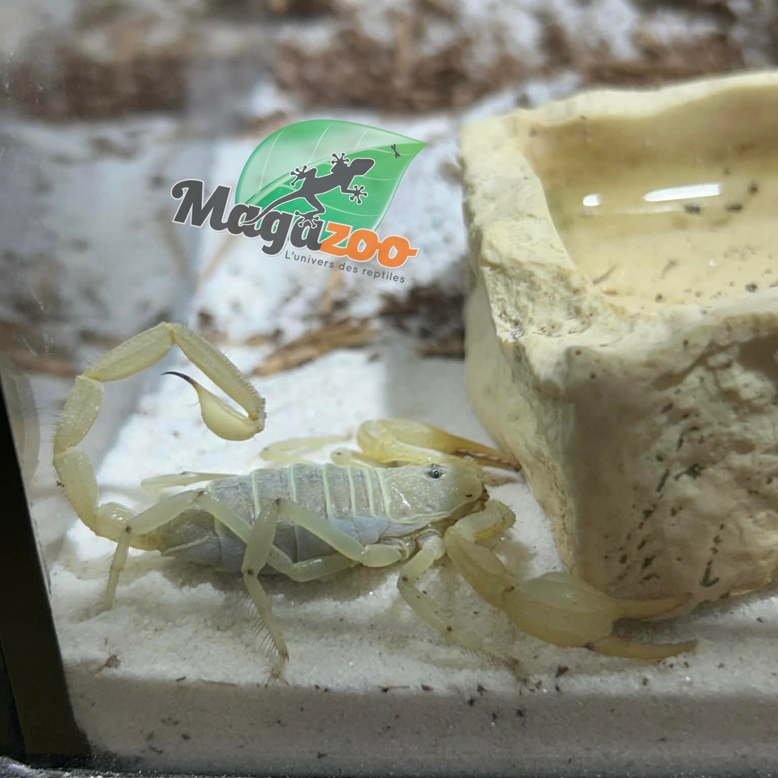 Magazoo Scorpion Dune / Smeringurus mesaensis