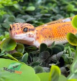 Magazoo Female Tangerine Bold Leopard gecko 11/04/26