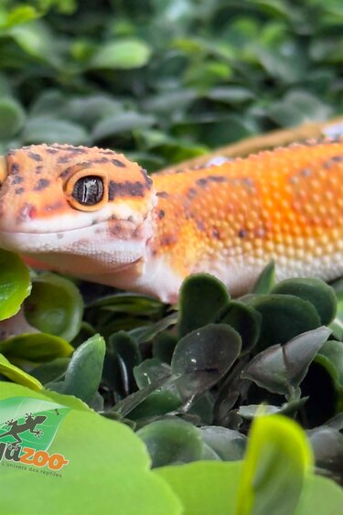 Magazoo Gecko léopard Tangerine Bold femelle 11/04/26