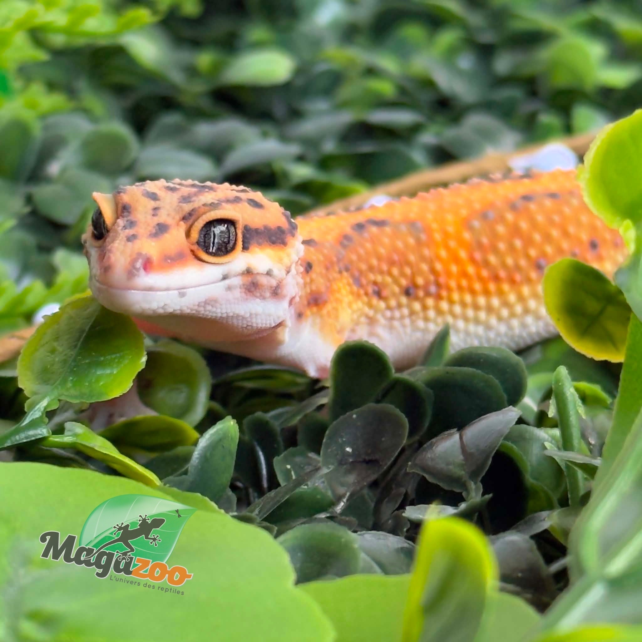 Magazoo Female Tangerine Bold Leopard gecko 11/04/26