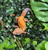 Magazoo Gecko léopard Tangerine Bold femelle 11/04/26