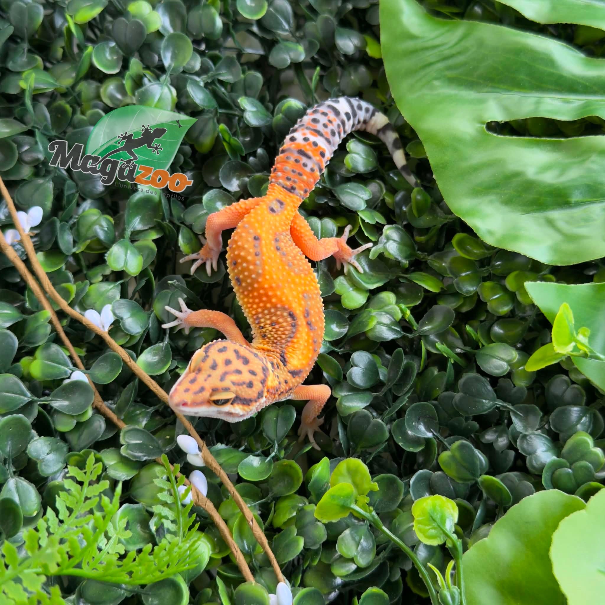 Magazoo Female Tangerine Bold Leopard gecko 11/04/26