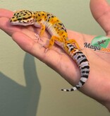 Magazoo Gecko léopard Tangerine Femelle 11/04/26