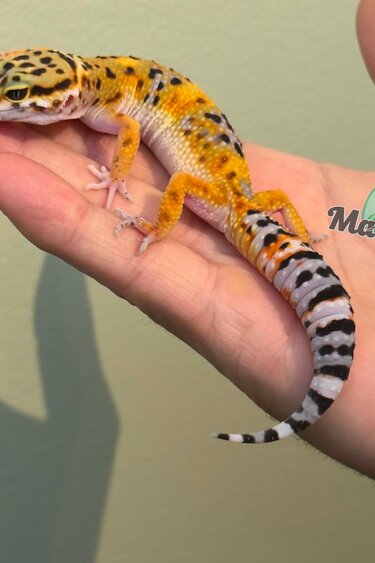 Magazoo Gecko léopard Tangerine Femelle 11/04/26