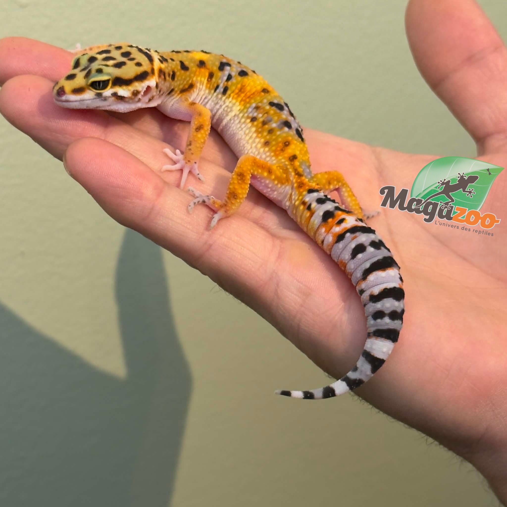 Magazoo Female Tangerine Leopard gecko 11/04/26