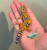 Magazoo Gecko léopard Tangerine Femelle 11/04/26