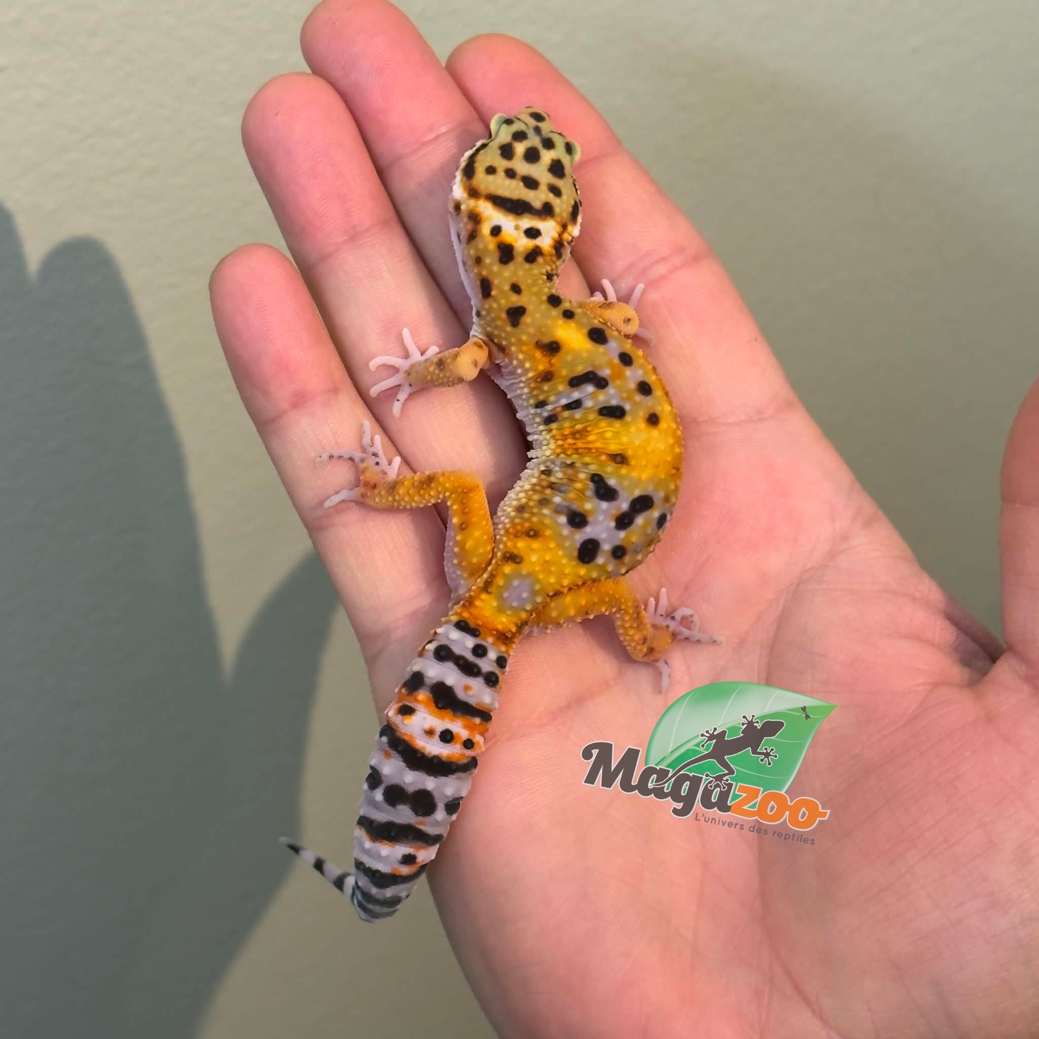 Magazoo Female Tangerine Leopard gecko 11/04/26