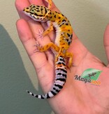 Magazoo Female Tangerine Leopard gecko 11/04/26