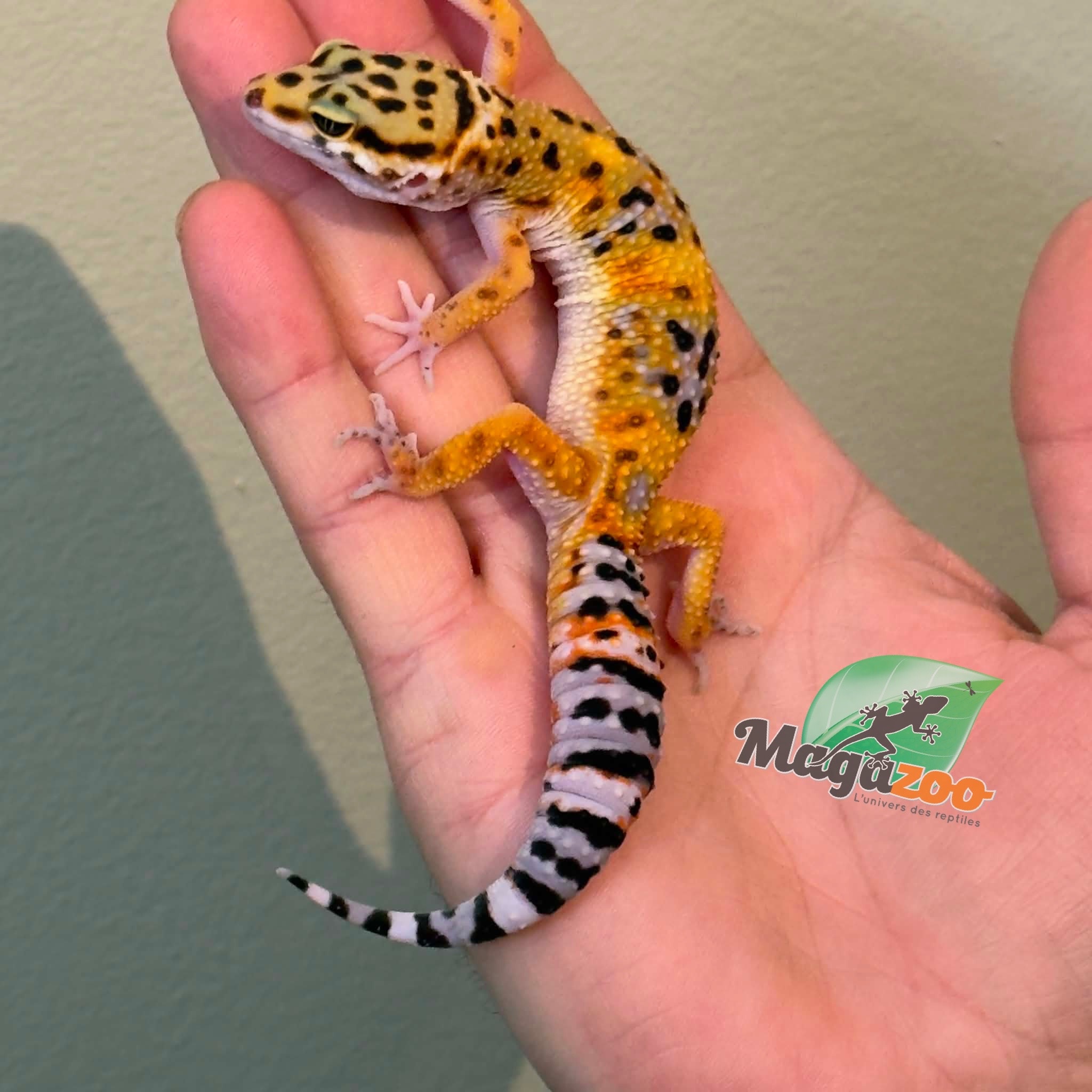 Magazoo Female Tangerine Leopard gecko 11/04/26