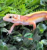 Magazoo Female Blackwater (rainwater) Leopard gecko 25/05/26
