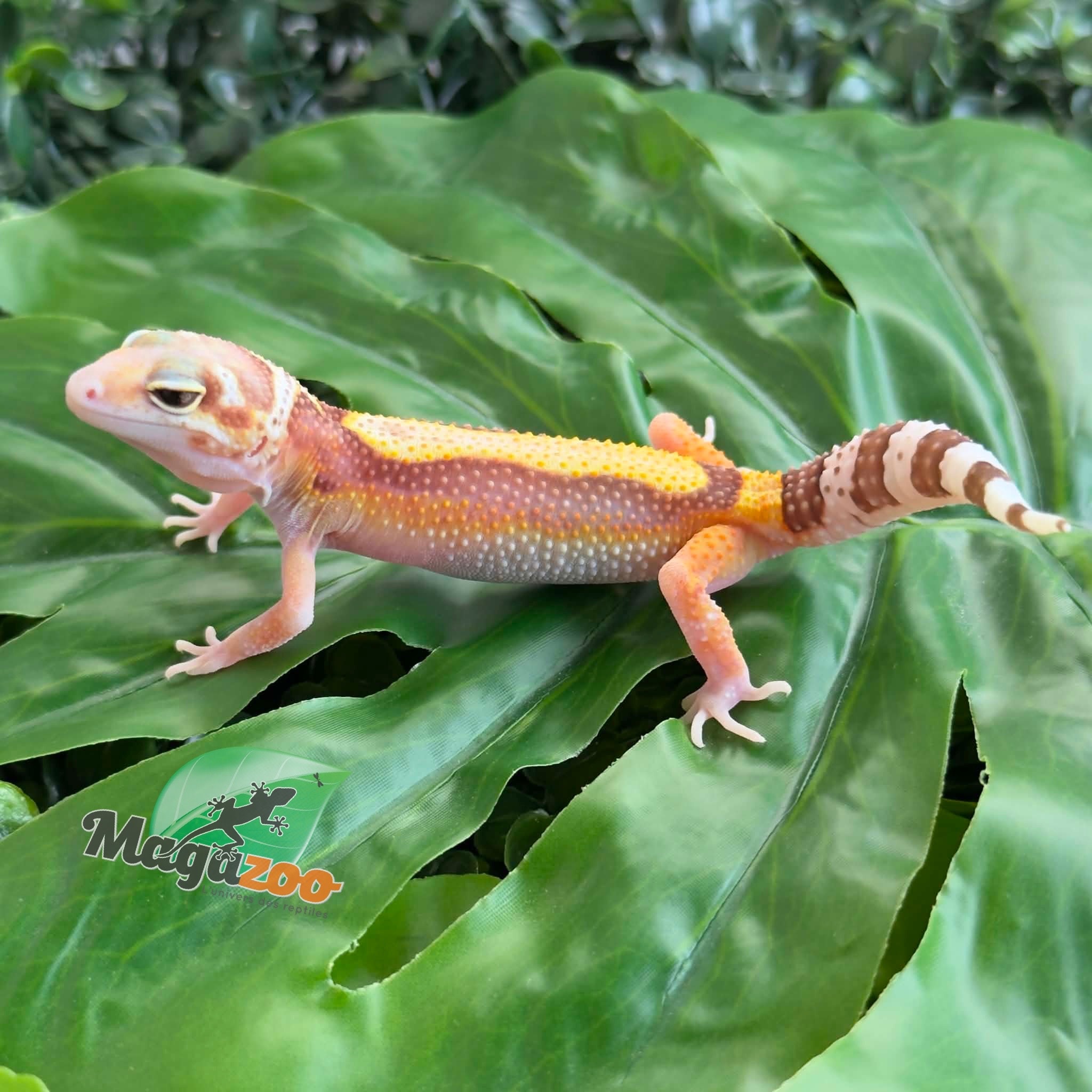 Magazoo Female Blackwater (rainwater) Leopard gecko 25/05/26