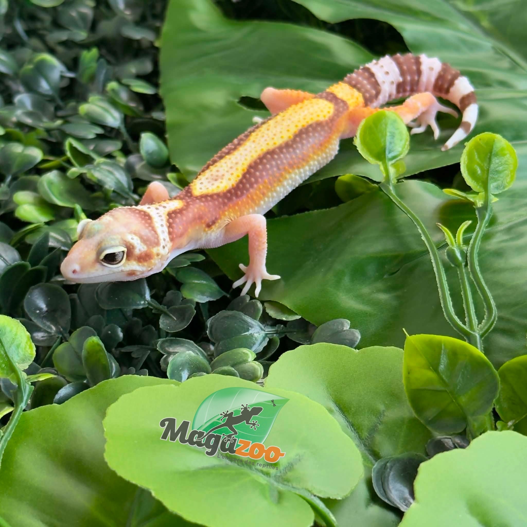 Magazoo Female Blackwater (rainwater) Leopard gecko 25/05/26