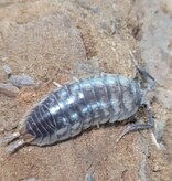 La Swamp Cloporte - Isopods - ISO-CYL-15 Cylisticus Convexus 15+