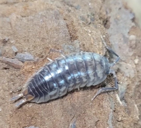 La Swamp Cloporte - Isopods - ISO-CYL-15 Cylisticus Convexus 15+