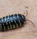La Swamp Woodhouse culture Isopods - A. Maculatum Yellow Zebra 15+