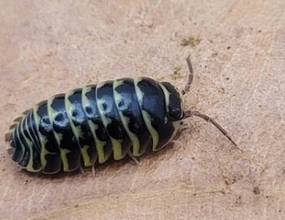 La Swamp Woodhouse culture Isopods - A. Maculatum Yellow Zebra 15+