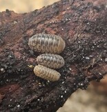 La Swamp Woodlice - Isopod Venezillo parvus dwarf rolly polly (10)