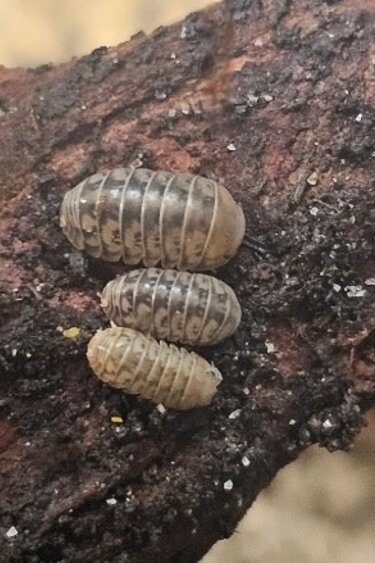 La Swamp Cloporte - Isopod  ISO-VEN-PAR-10 Venezillo parvus dwarf rolly polly (10)