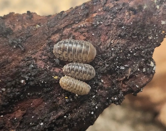 La Swamp Cloporte - Isopod  ISO-VEN-PAR-10 Venezillo parvus dwarf rolly polly (10)