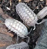 La Swamp Cloporte - Isopod ISO-ARM-PAR-10 Armadillidium Pareccea 10