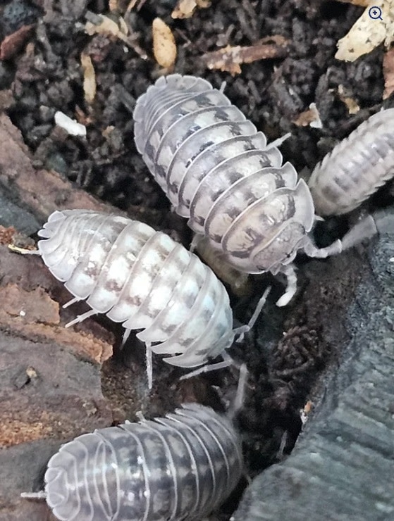 La Swamp Cloporte - Isopod ISO-ARM-PAR-10 Armadillidium Pareccea 10