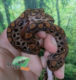 Magazoo Baby Male Brezilian rainbow boa