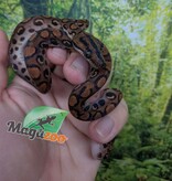 Magazoo Boa arc-en-ciel Brésilien Mâle bébé