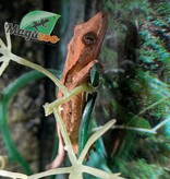 Magazoo Baby Pinstripe Harlequin Dalmatian Crested Gecko