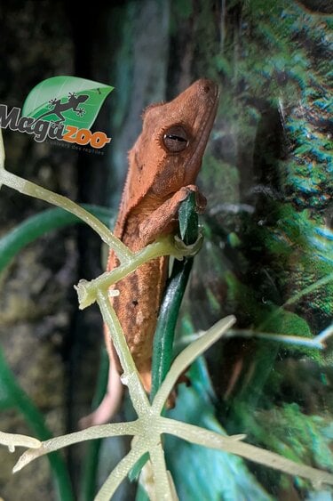Magazoo Gecko à crête Pinstripe Harlequin Dalmatien Bébé