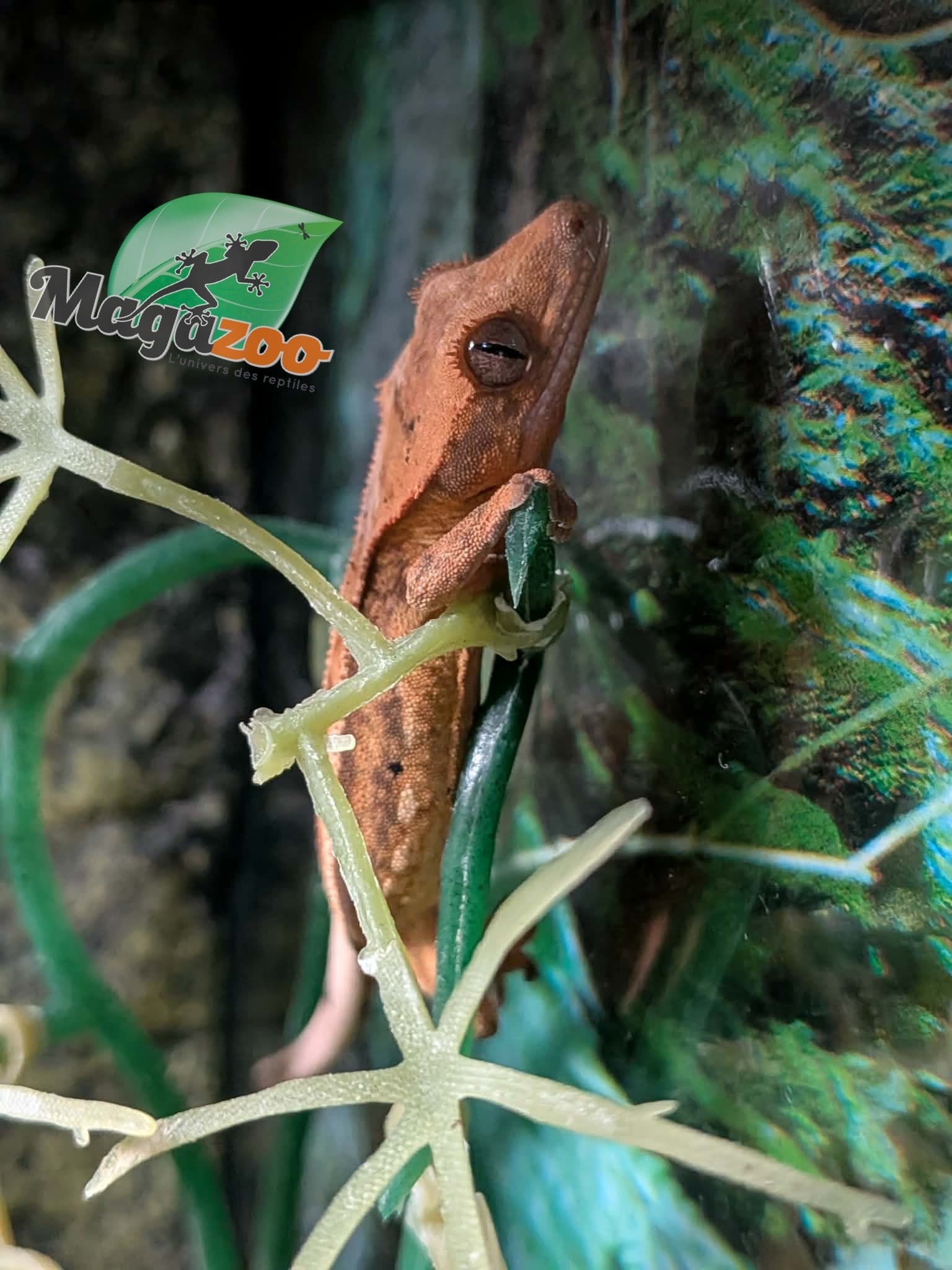 Magazoo Gecko à crête Pinstripe Harlequin Dalmatien Bébé
