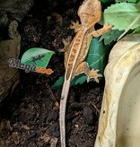 Magazoo Baby Pinstripe Harlequin Dalmatian Crested Gecko