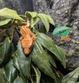 Magazoo Baby Pinstripe Harlequin Dalmatian Crested Gecko