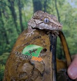 Magazoo Gargoyle gecko #3
