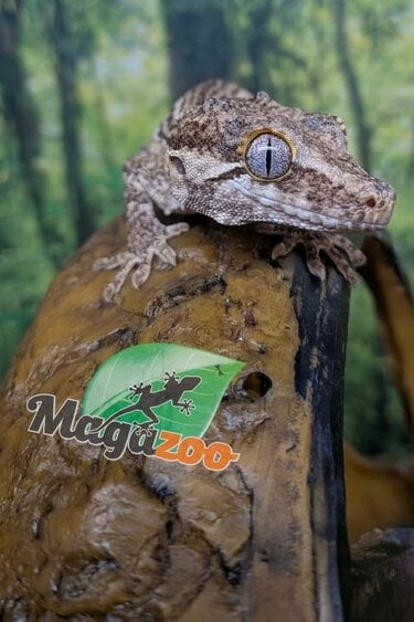 Magazoo Gargoyle gecko #3