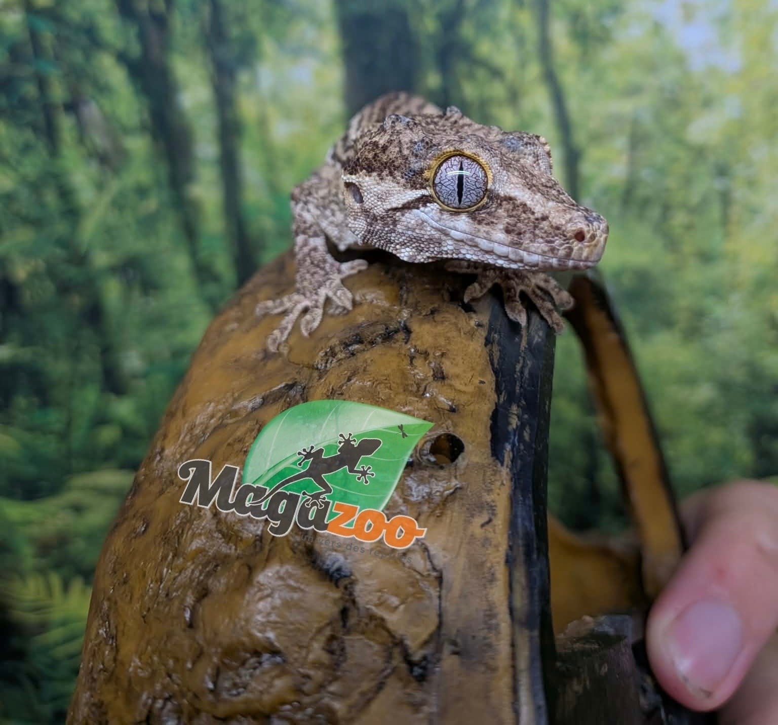 Magazoo Gecko gargouille Mâle Sub-adulte #3