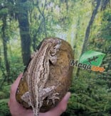 Magazoo Gecko gargouille Mâle Sub-adulte #3