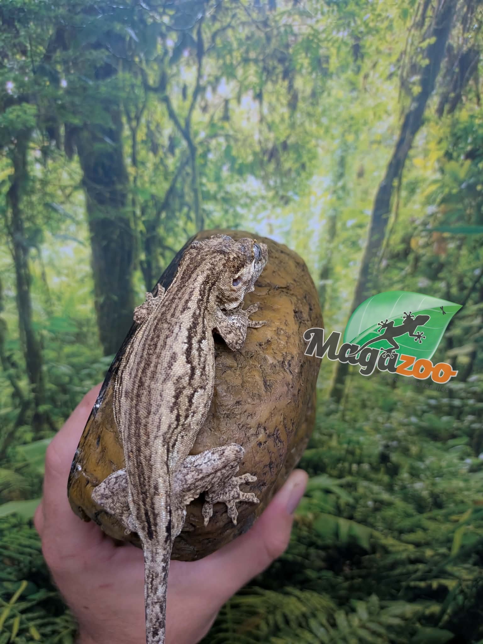 Magazoo Gargoyle gecko #3