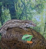 Magazoo Gargoyle gecko #3