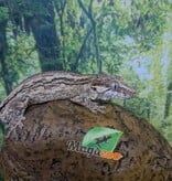 Magazoo Gecko gargouille Mâle Sub-adulte #3